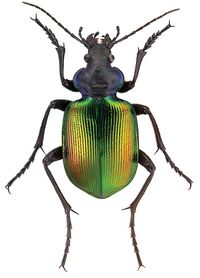 Calosoma sycophanta L. - ZooKeys-245-001-g009.jpeg
