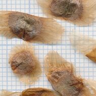 Campsis radicans f 12.jpg