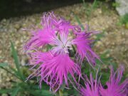 Dianthus superbus var speciosus2.jpg