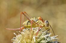 Ephippiger ephippiger female (7973707190).jpg