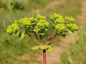 Euphorbia helioscopia flowers.jpg