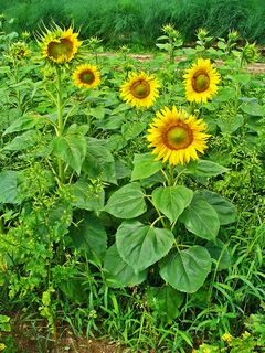 Helianthus annuus 001.JPG