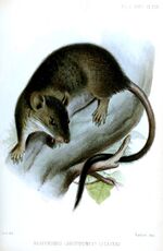 Hesperomys (Rhipidomys) sclateri.jpg
