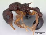Lenomyrmex colwelli inb0003214454 profile 1.jpg
