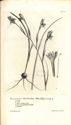 Linnaeus Hortus Cliffortianus plate 06.jpg