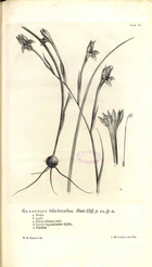 Linnaeus Hortus Cliffortianus plate 06.jpg