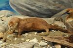 Lontra provocax.jpg