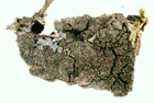 Parmeliella triptophylla.jpg