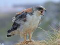 Red-backed Hawk (Buteo polyosoma) 1.jpg