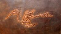 Rhynchaeites