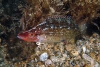 Symphodus rostratus Stefano Guerrieri.jpg