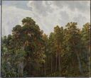 Tops of pines (Shishkin).jpg