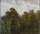 Tops of pines (Shishkin).jpg