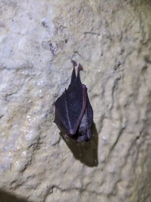 Torpid Lesser Horseshoe.jpg
