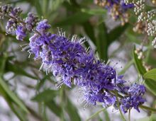 Vitex agnus-castus flowers.jpg
