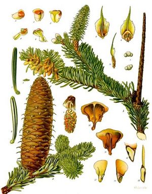 Abies alba - Köhler–s Medizinal-Pflanzen-001.jpg