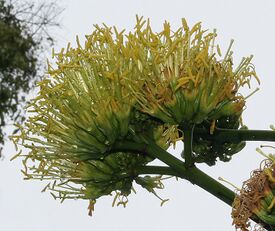 Agave sisalana W2 IMG 2377.jpg