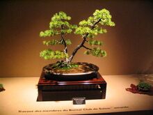 Bonsai IMG 6424.jpg