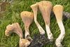 Clavariadelphus truncatus 69586.jpg