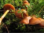 Cortinarius gentilis group.jpg