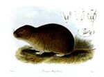 Ctenomys magellanicus TZSL.jpg