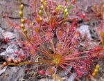 Drosera intermedia ne1.jpg