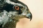 Goshawkfem55.jpg