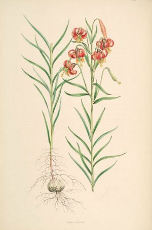Lilium callosum.jpg