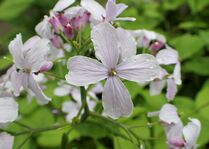 Lunaria rediviva kz04.jpg