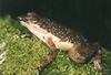 Mantidactylus majori02.jpg