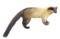 Martes flavigula (white background).png