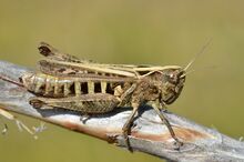 Omocestus haemorrhoidalis female (7974238202).jpg