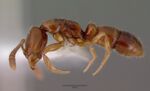 Ponera coarctata casent0008634 profile 1.jpg
