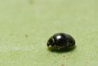 Stethorus punctillum2.jpg