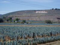 Agave fields hill.jpg