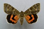 Catocala nupta.01.jpg