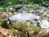 Chelon labrosus.jpg