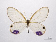 Cithaerias Esmeralda MHNT.ZOO.2004.0.976 (2).jpg