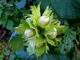 Corylus avellana (Russia) 4.jpg