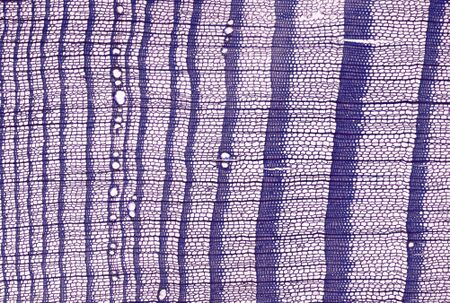 Cross section of Larix.jpg