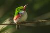 Cuban Tody - Cuba S4E0449.jpg