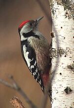 Dendrocopos medius (Marek Szczepanek) cut.jpg