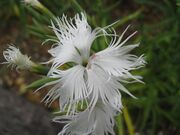 Dianthus superbus subsp longicalycinus3.jpg