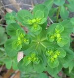 Euphorbia helioscopia2.jpg