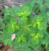 Euphorbia helioscopia2.jpg