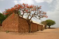 Flame tree mali.jpg