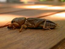 Gryllotalpa sp. (6546540885).jpg