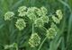 Heracleum sibiricum kz1.jpg