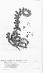 Hortus Cliffortianus (TAB- XXVII) BHL397237.jpg