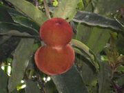 Mabolo (Diospyros blancoi) fruit.jpg